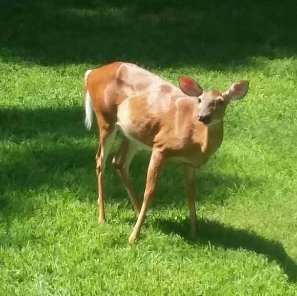 Meet your Posher, Joanne - Picture 7 of 8
